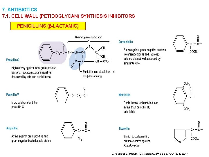 7. ANTIBIOTICS 7. 1. CELL WALL (PETIDOGLYCAN) SYNTHESIS INHIBITORS PENICILLINS (b-LACTAMIC) L. 4: Microbial