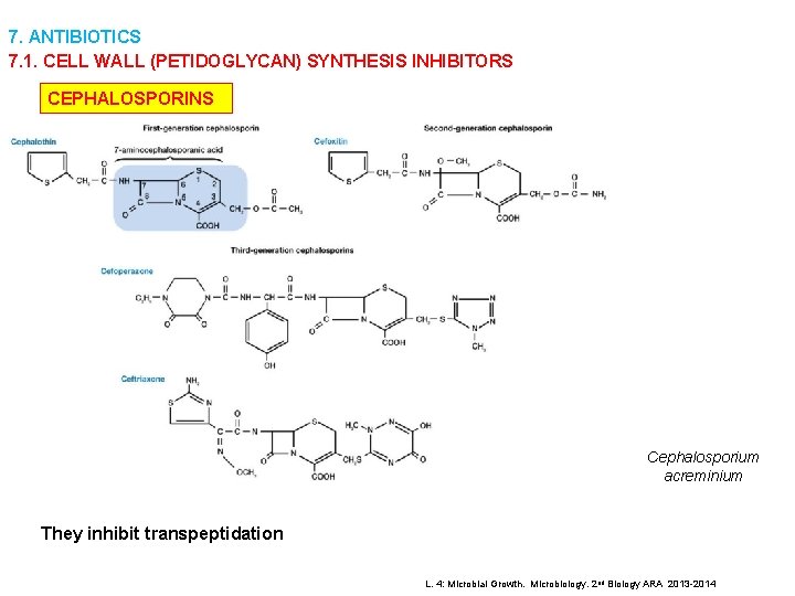 7. ANTIBIOTICS 7. 1. CELL WALL (PETIDOGLYCAN) SYNTHESIS INHIBITORS CEPHALOSPORINS Cephalosporium acreminium They inhibit