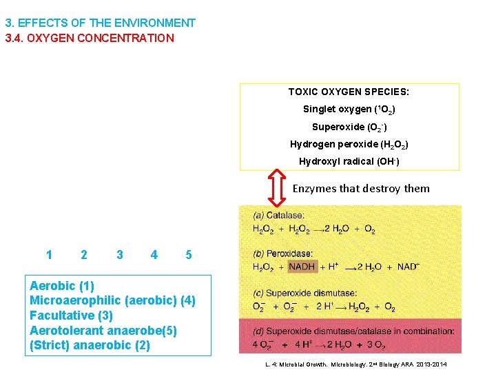 3. EFFECTS OF THE ENVIRONMENT 3. 4. OXYGEN CONCENTRATION TOXIC OXYGEN SPECIES: Singlet oxygen