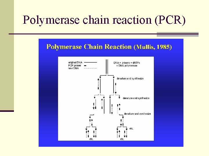 Polymerase chain reaction (PCR) 