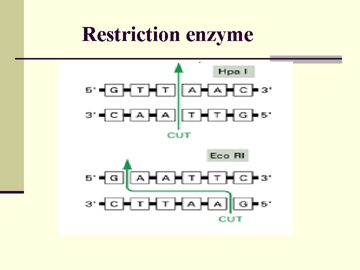 Restriction enzyme 