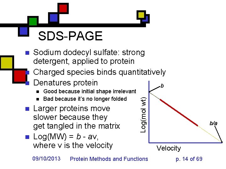 SDS-PAGE n n Sodium dodecyl sulfate: strong detergent, applied to protein Charged species binds