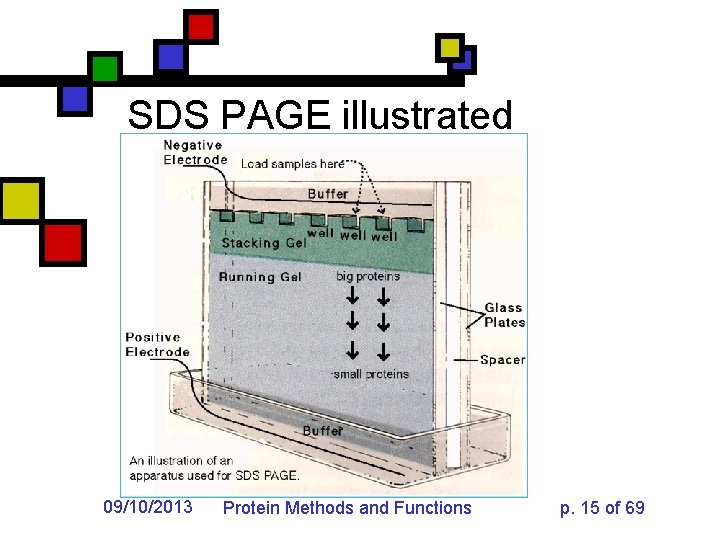 SDS PAGE illustrated 09/10/2013 Protein Methods and Functions p. 15 of 69 