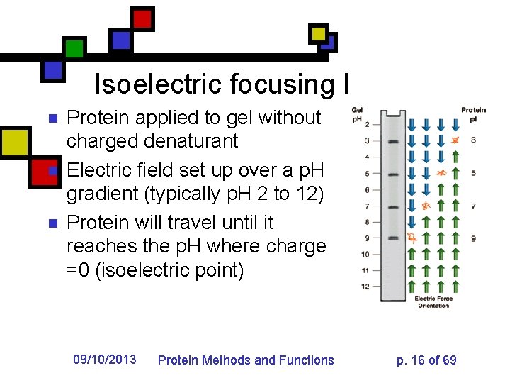 Isoelectric focusing I n n n Protein applied to gel without charged denaturant Electric