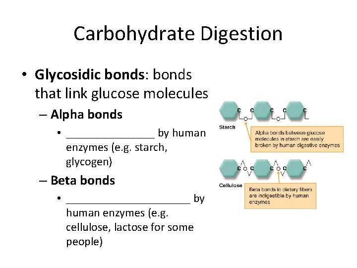 Carbohydrate Digestion • Glycosidic bonds: bonds that link glucose molecules – Alpha bonds •