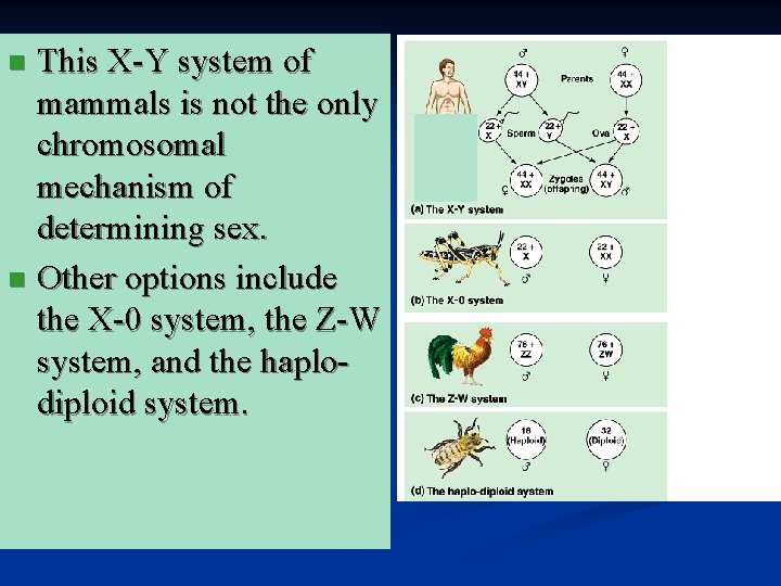 This X-Y system of mammals is not the only chromosomal mechanism of determining sex.