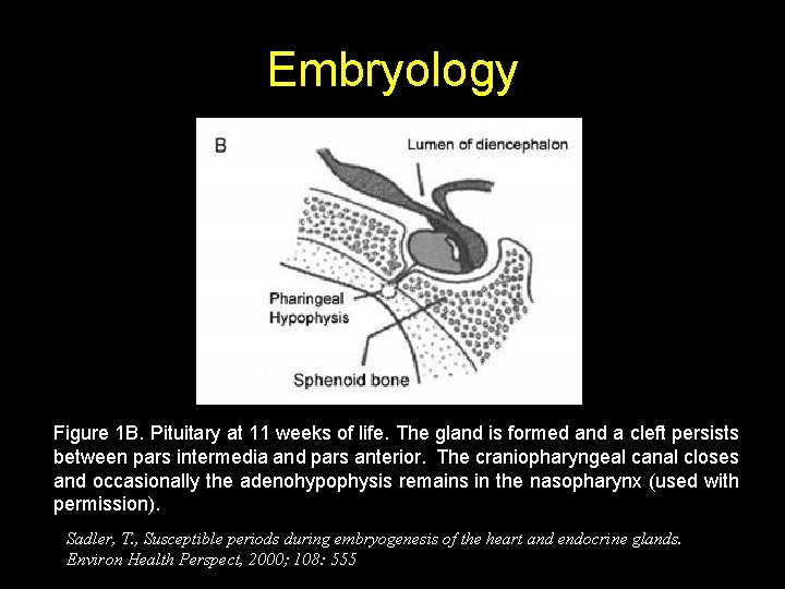 Embryology Figure 1 B. Pituitary at 11 weeks of life. The gland is formed