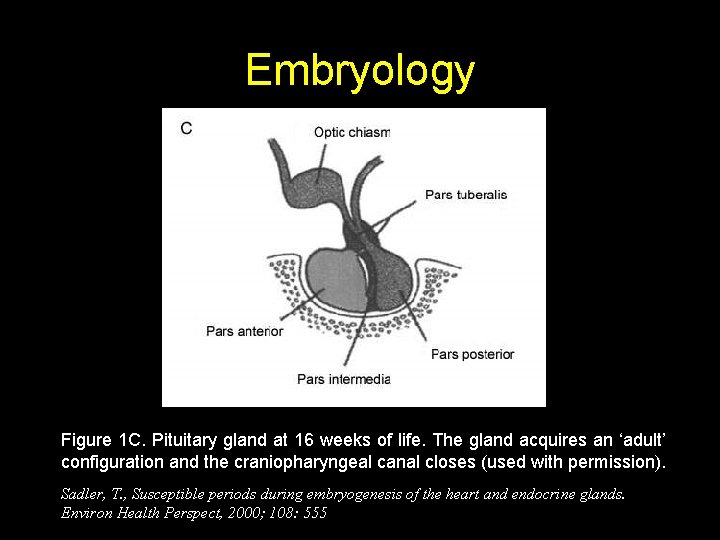 Embryology Figure 1 C. Pituitary gland at 16 weeks of life. The gland acquires