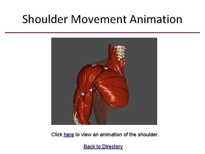 Shoulder Movement Animation Click here to view an animation of the shoulder. Back to
