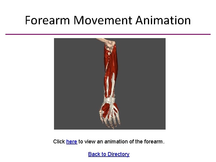 Forearm Movement Animation Click here to view an animation of the forearm. Back to