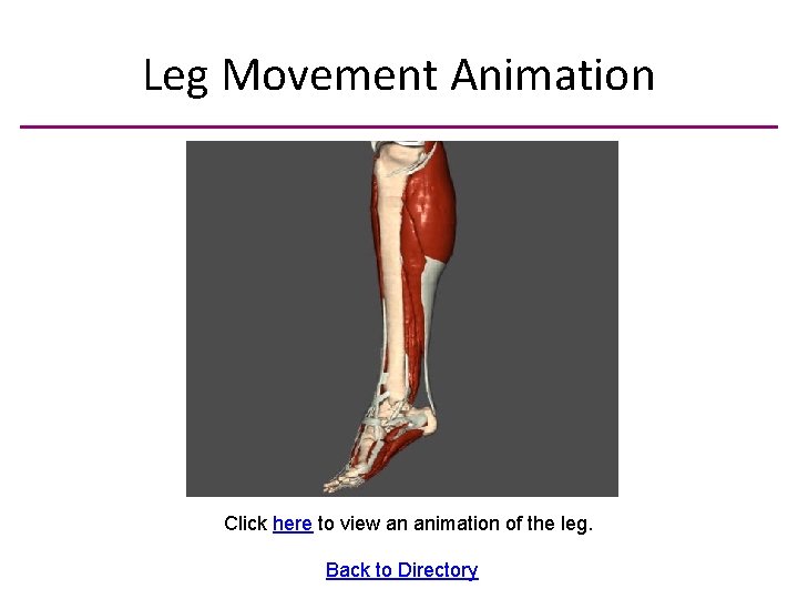 Leg Movement Animation Click here to view an animation of the leg. Back to