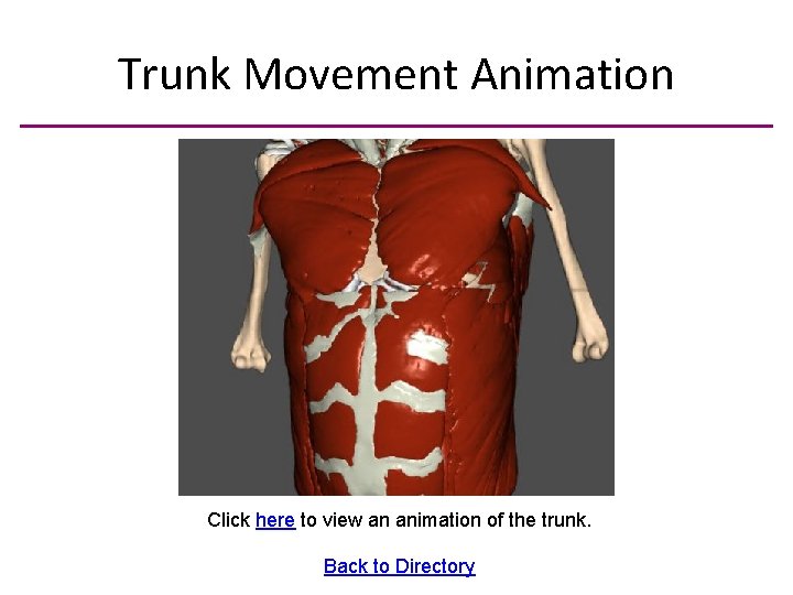 Trunk Movement Animation Click here to view an animation of the trunk. Back to