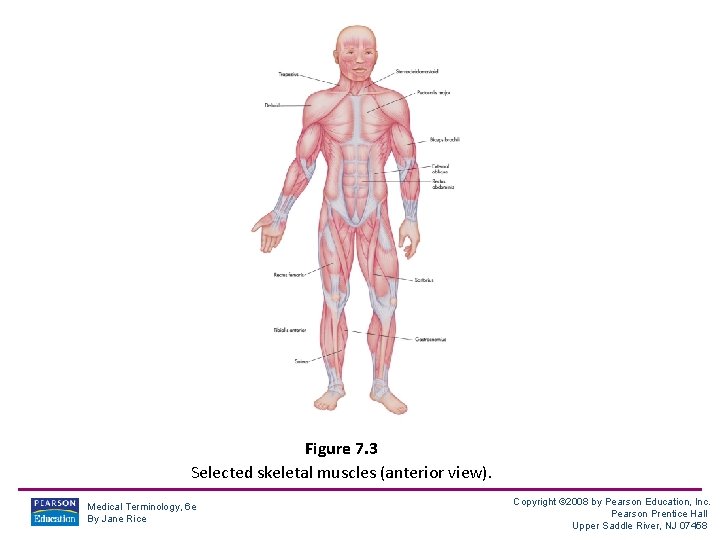 Figure 7. 3 Selected skeletal muscles (anterior view). Medical Terminology, 6 e By Jane