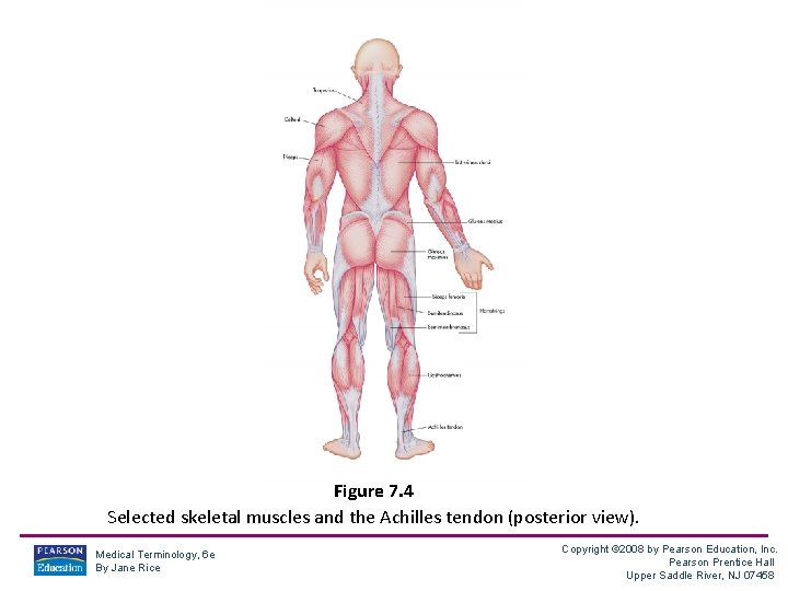 Figure 7. 4 Selected skeletal muscles and the Achilles tendon (posterior view). Medical Terminology,
