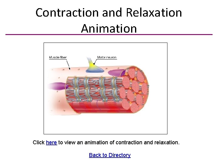 Contraction and Relaxation Animation Click here to view an animation of contraction and relaxation.