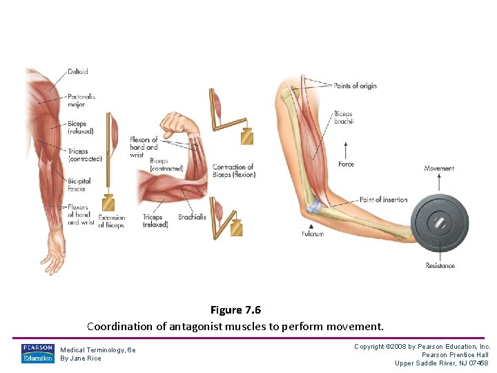 Figure 7. 6 Coordination of antagonist muscles to perform movement. Medical Terminology, 6 e