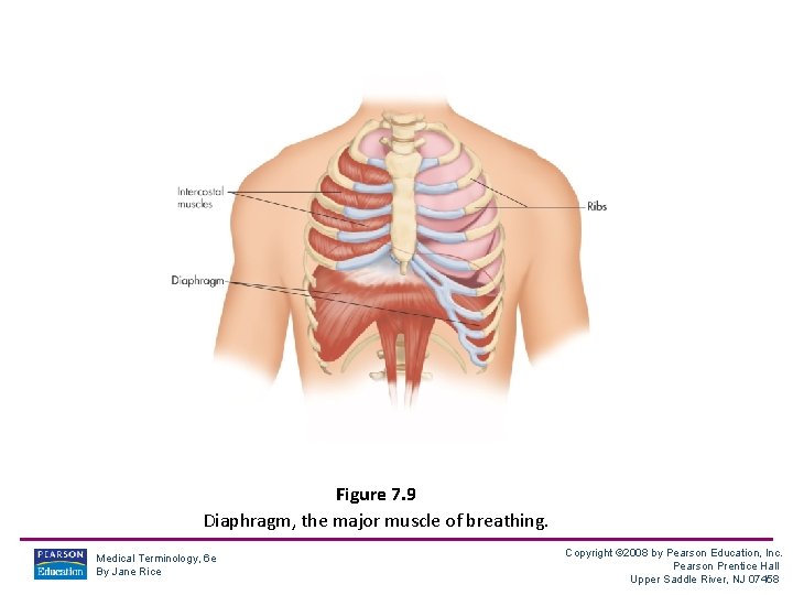 Figure 7. 9 Diaphragm, the major muscle of breathing. Medical Terminology, 6 e By