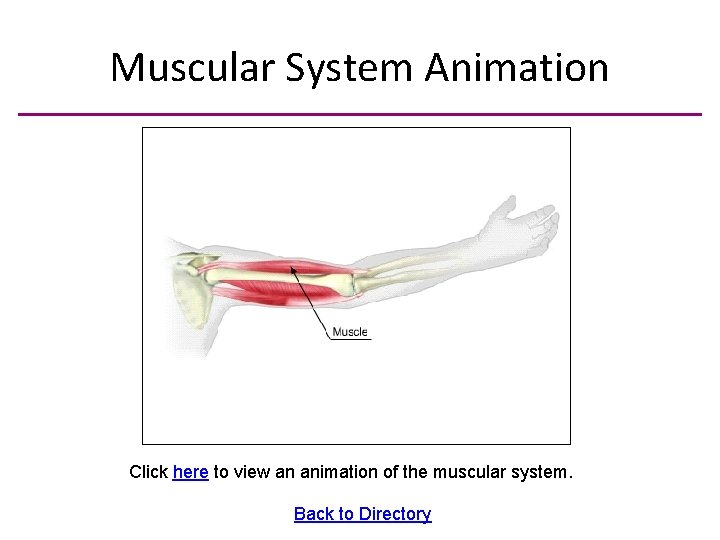 Muscular System Animation Click here to view an animation of the muscular system. Back