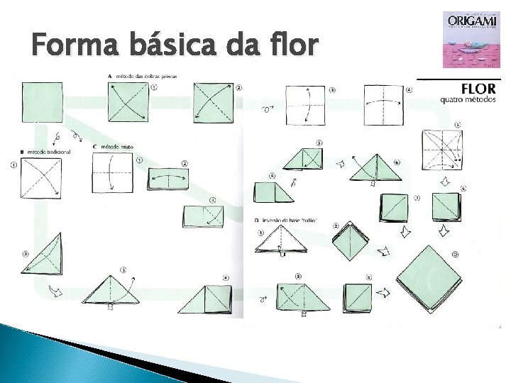 Forma básica da flor 