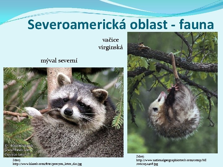 Severoamerická oblast - fauna vačice virginská mýval severní Zdroj: http: //www. hlasek. com/foto/procyon_lotor_d 21.