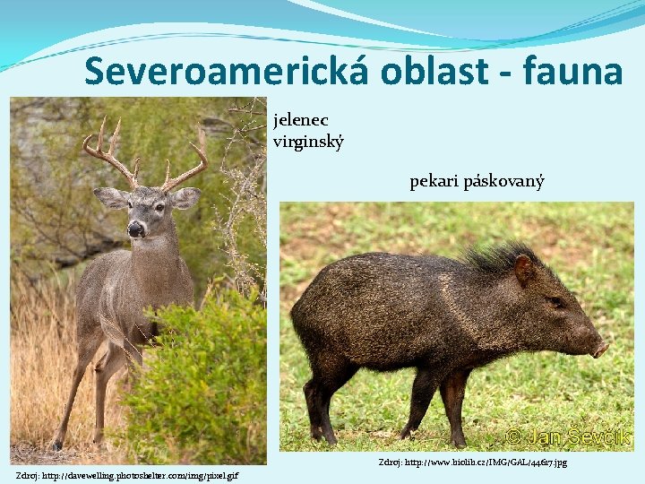 Severoamerická oblast - fauna jelenec virginský pekari páskovaný Zdroj: http: //www. biolib. cz/IMG/GAL/44617. jpg