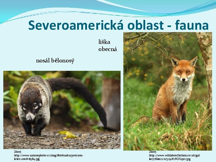 Severoamerická oblast - fauna liška obecná nosál bělonosý Zdroj: http: //www. naturephoto. cz/img/fotobanka/procyonlotor-2008 -6584.