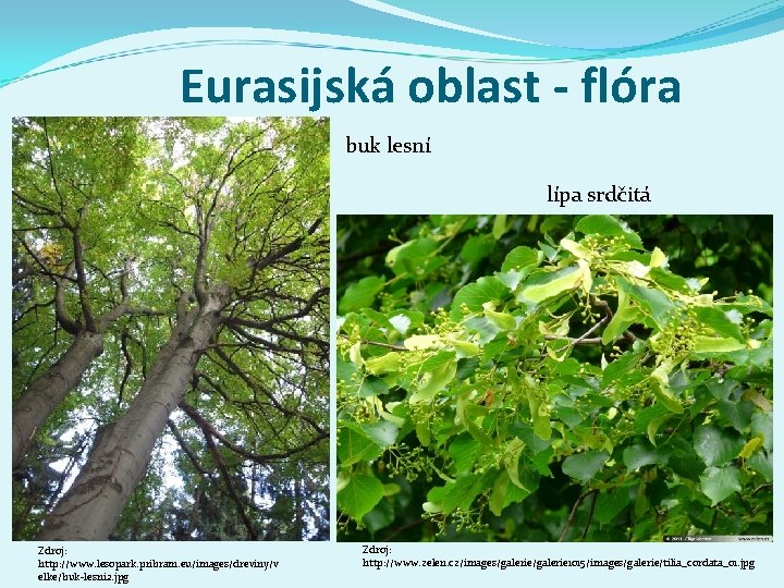 Eurasijská oblast - flóra buk lesní lípa srdčitá Zdroj: http: //www. lesopark. pribram. eu/images/dreviny/v