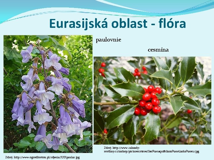 Eurasijská oblast - flóra paulovnie cesmína Zdroj: http: //www. zahradyrostliny. cz/inshop/pictures/store/Ilex%20 aquifolium%20 Alaska%2002. jpg