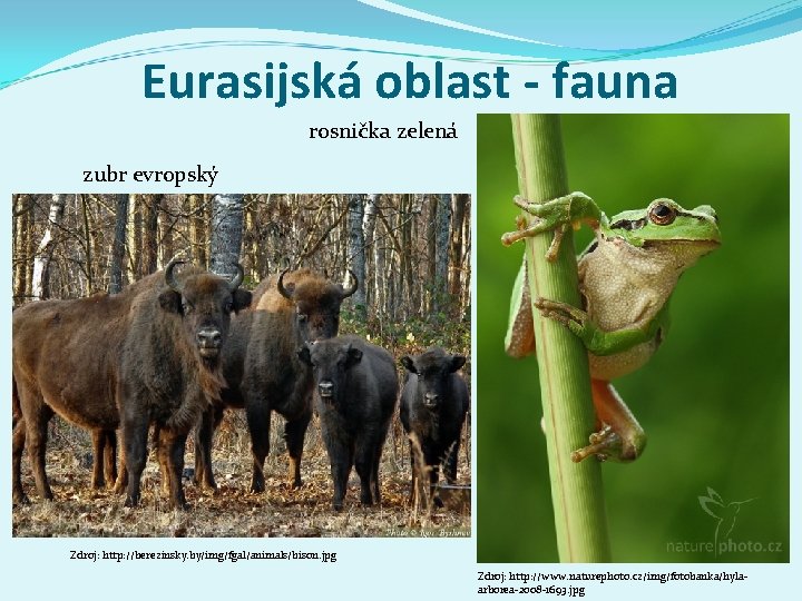 Eurasijská oblast - fauna rosnička zelená zubr evropský Zdroj: http: //berezinsky. by/img/fgal/animals/bison. jpg Zdroj: