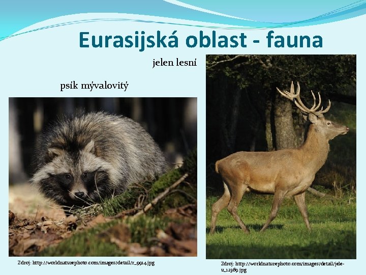 Eurasijská oblast - fauna jelen lesní psík mývalovitý Zdroj: http: //worldnaturephoto. com/images/detail/r_9914. jpg Zdroj: