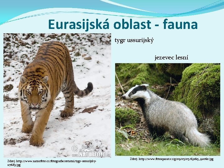 Eurasijská oblast - fauna tygr ussurijský jezevec lesní Zdroj: http: //www. naturfoto. cz/fotografie/ostatni/tygr-ussurijsky 117683.