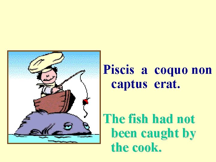 Piscis a coquo non captus erat. The fish had not been caught by the
