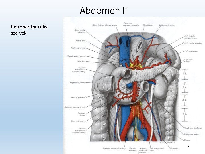 Abdomen II Retroperitonealis szervek 2 