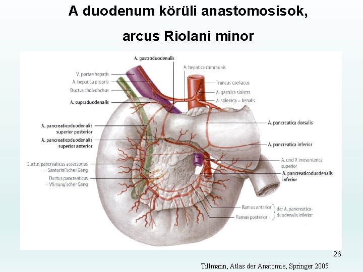 A duodenum körüli anastomosisok, arcus Riolani minor 26 Tillmann, Atlas der Anatomie, Springer 2005