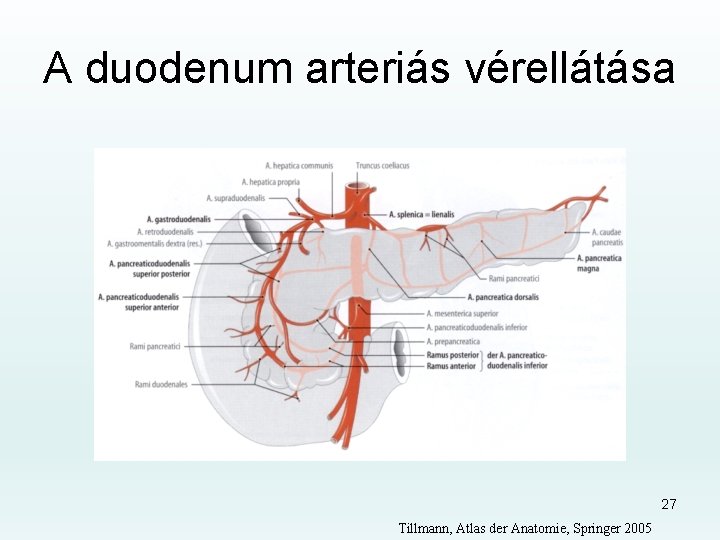 A duodenum arteriás vérellátása 27 Tillmann, Atlas der Anatomie, Springer 2005 