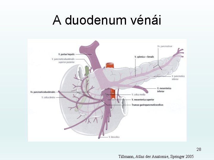 A duodenum vénái 28 Tillmann, Atlas der Anatomie, Springer 2005 