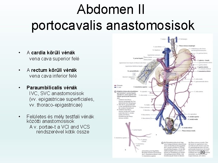 Abdomen II portocavalis anastomosisok • A cardia körüli vénák vena cava superior felé •