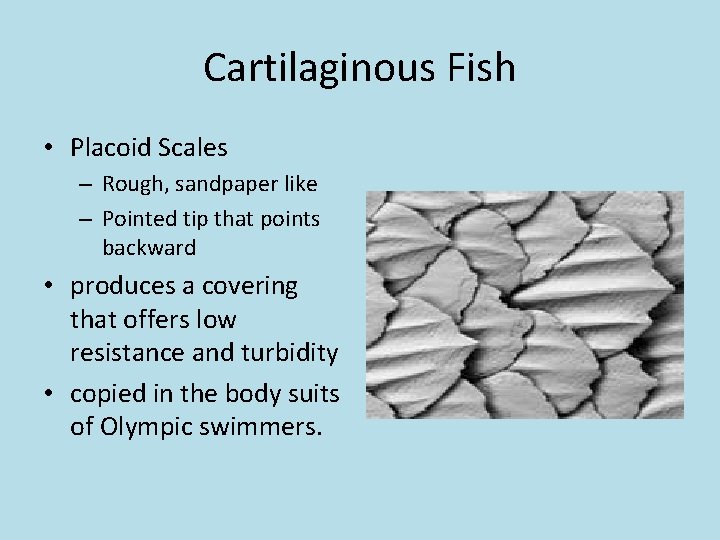 Cartilaginous Fish • Placoid Scales – Rough, sandpaper like – Pointed tip that points