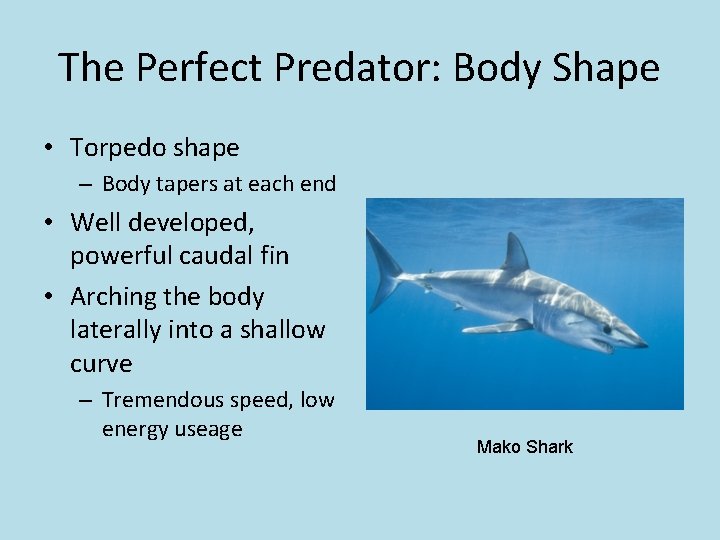 The Perfect Predator: Body Shape • Torpedo shape – Body tapers at each end