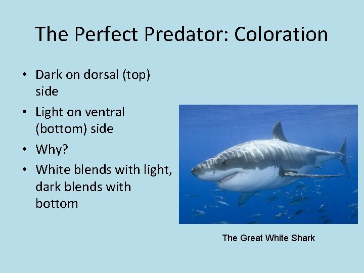 The Perfect Predator: Coloration • Dark on dorsal (top) side • Light on ventral