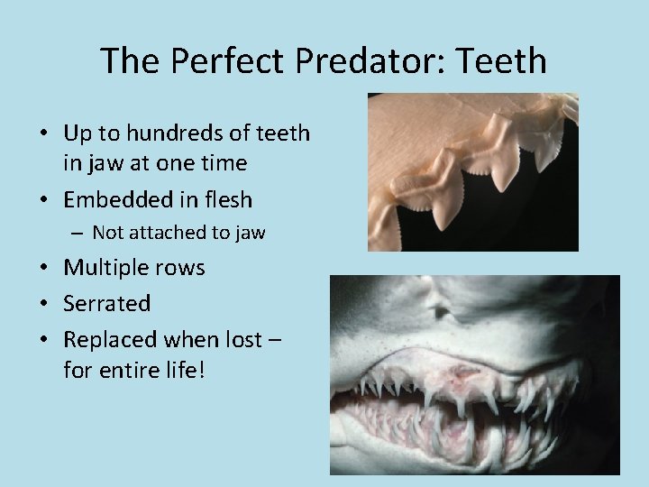 The Perfect Predator: Teeth • Up to hundreds of teeth in jaw at one