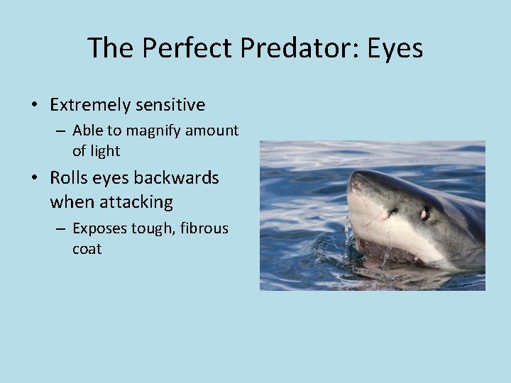 The Perfect Predator: Eyes • Extremely sensitive – Able to magnify amount of light