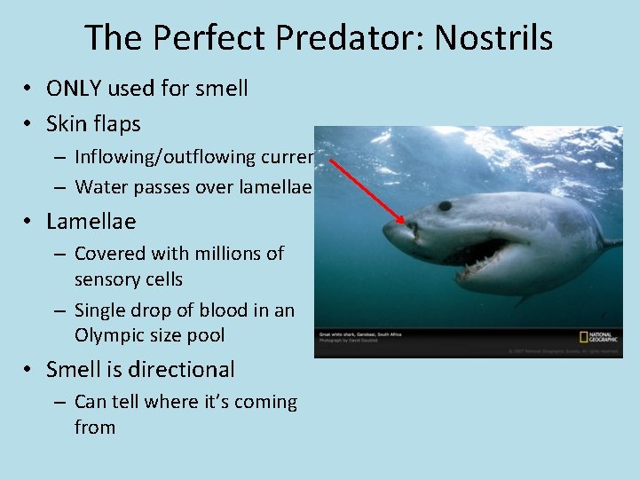 The Perfect Predator: Nostrils • ONLY used for smell • Skin flaps – Inflowing/outflowing
