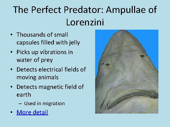 The Perfect Predator: Ampullae of Lorenzini • Thousands of small capsules filled with jelly