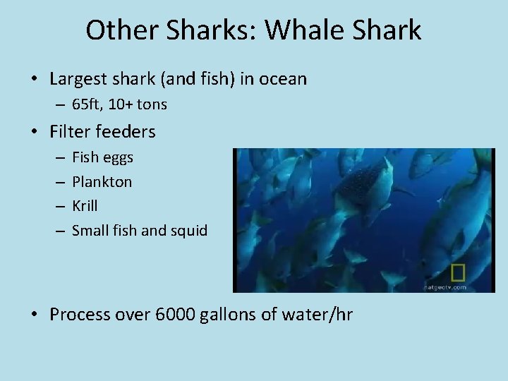 Other Sharks: Whale Shark • Largest shark (and fish) in ocean – 65 ft,