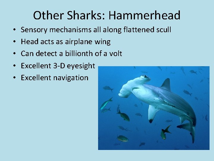 Other Sharks: Hammerhead • • • Sensory mechanisms all along flattened scull Head acts