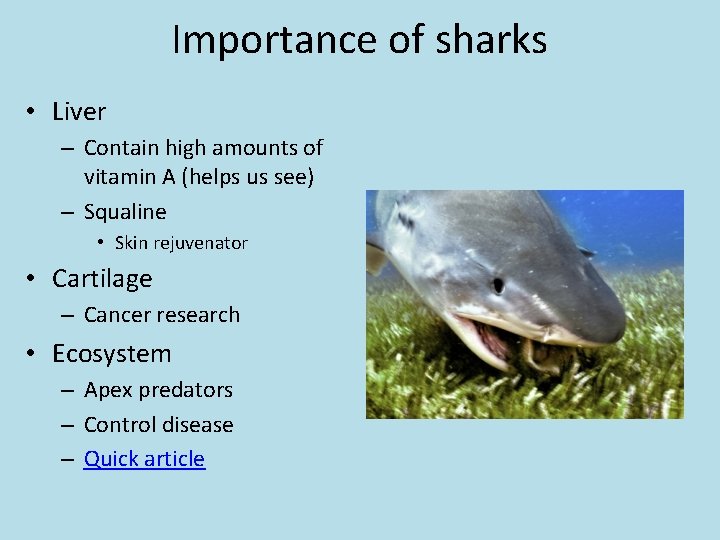 Importance of sharks • Liver – Contain high amounts of vitamin A (helps us