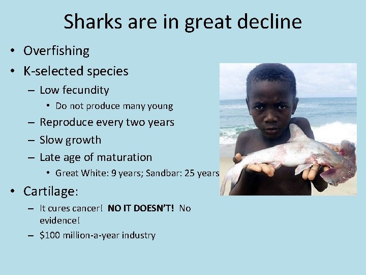 Sharks are in great decline • Overfishing • K-selected species – Low fecundity •