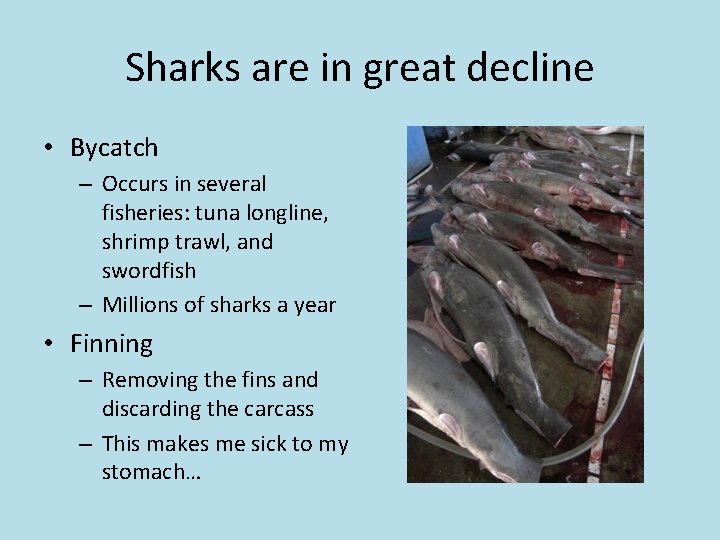 Sharks are in great decline • Bycatch – Occurs in several fisheries: tuna longline,