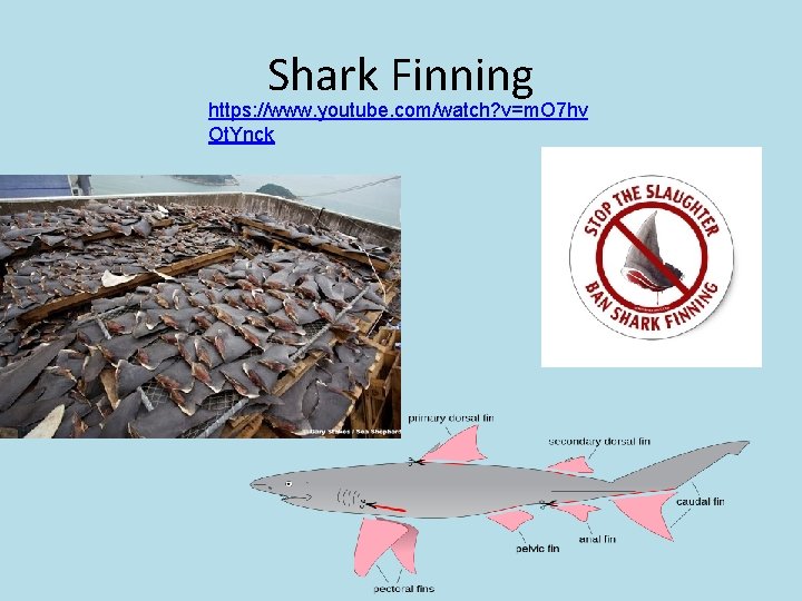 Shark Finning https: //www. youtube. com/watch? v=m. O 7 hv Ot. Ynck 